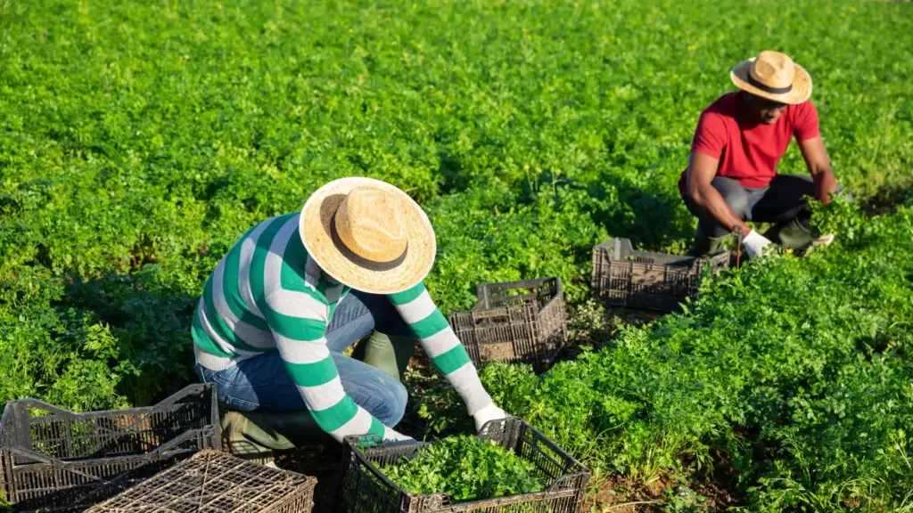 Two farmworkers on the field.